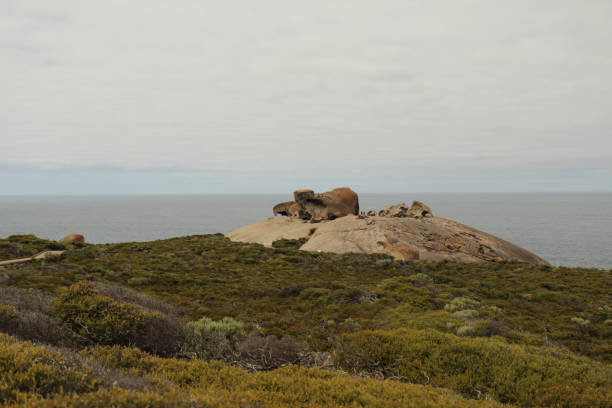 A curious kangaroo stands on its hind legs on a sandy gravel path, head tilted upward in a natural Australian landscape. This wildlife image captures native fauna in a relaxed moment, highlighting rugged terrain and outdoor environment. Perfect for nature, travel, or animal photography collections.