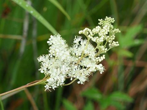 A flower-spike of Meadowsweet (Filipendula ulmaria) growing in its typically wet, boggy habitat in central Scotland in mid-summer. The species has a long history of herbal use, traditionally being used as an anti-inflammatory, antiseptic, diuretic, and tonic since ancient times in druidic England.