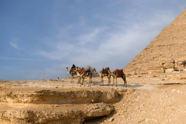 camel caravan in front of the great pyramid. cairo. egypt. - egypt camel pyramid shape pyramid imagens e fotografias de stock