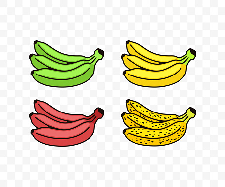 Bunch of bananas, green, yellow, red, spotted or spoiling, colored graphic design. Fruit, fruity, food, meal, nourishment and nature, vector design and illustration