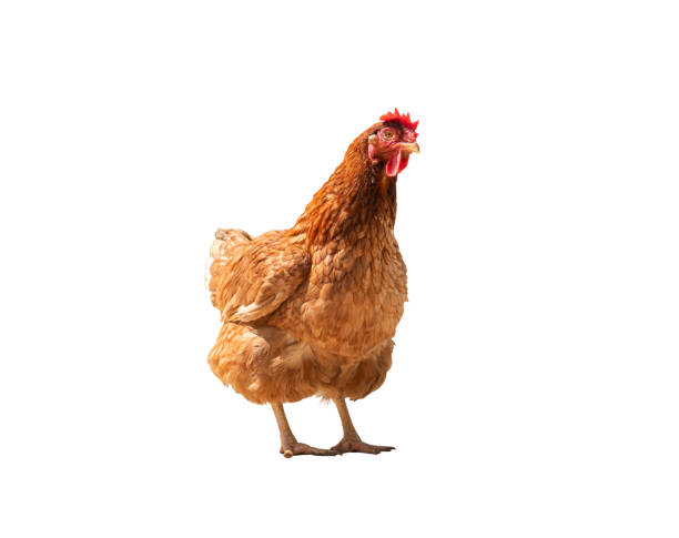 istock brown female chicken isolated on white background with Clipping Path 1733469146