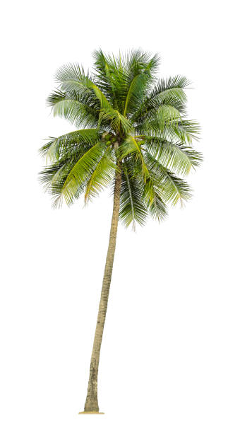 Tropical Coconut palm tree isolated on white background with clipping path.