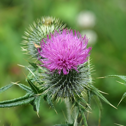 Creeping Thistle blooming in summer, Cirsium arvense.