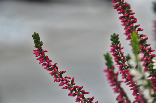 Close-up of autumn flower pink and white heather