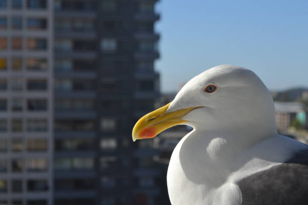 istock seagull in the city taking some sun in summer 1733488402