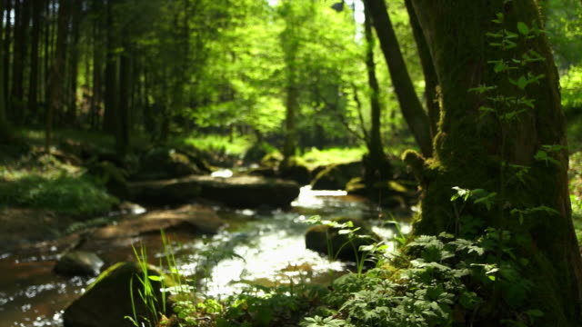 Stream in spring forest dolly shot.    Shot with LEICA Summilux-R 35mm f/1.4 lens.  