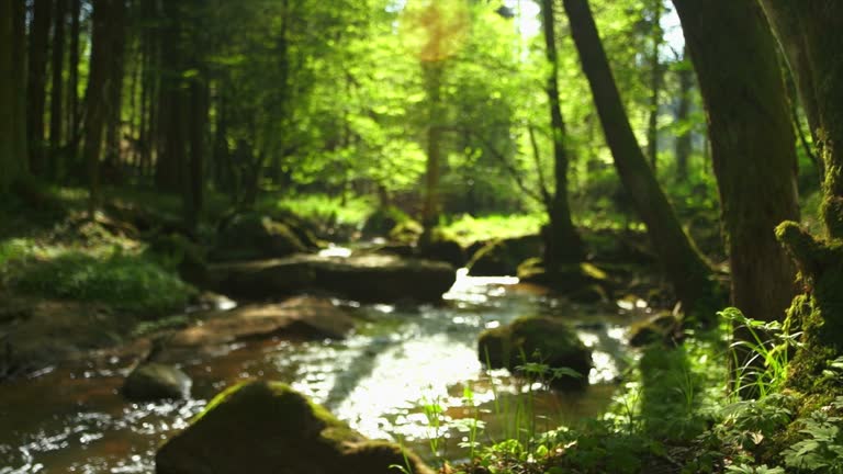 Stream in spring forest dolly shot. Shot with LEICA Summilux-R 35mm f/1.4 lens.