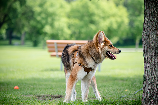 A beautiful day at the park with a shaggy mixed-breed dog, proudly sporting a chest harness leash. This image captures the essence of a loyal canine companion, ready to explore the great outdoors.