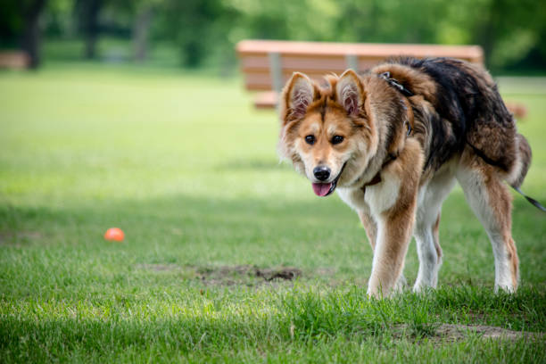 A beautiful day at the park with a shaggy mixed-breed dog, proudly sporting a chest harness leash. This image captures the essence of a loyal canine companion, ready to explore the great outdoors.