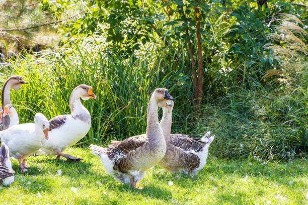 istock Poultry with valuable meat and a source of nutrients - Goose. Free-range geese 1733498968