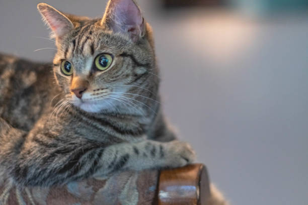 istock House cat selective focus home animal detailed background image 1733499612