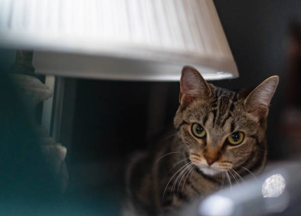 istock House cat selective focus home animal detailed background image 1733500789