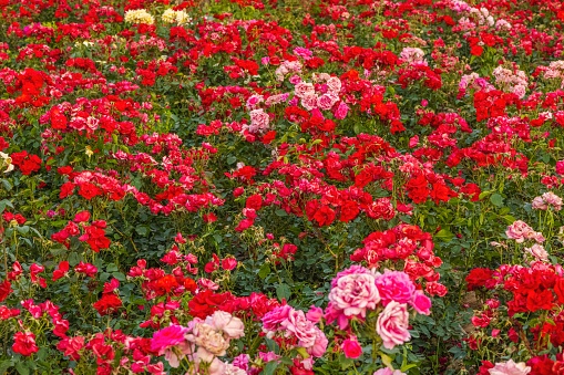 Beautiful background with a field of rose flowers.