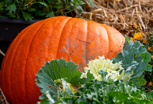 Large pumpkins on bales of hay