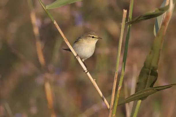 Migrant common chiffchaff (Phylloscopus collybita) shot close up on plant branches in natural habitat in soft morning light with blurred background