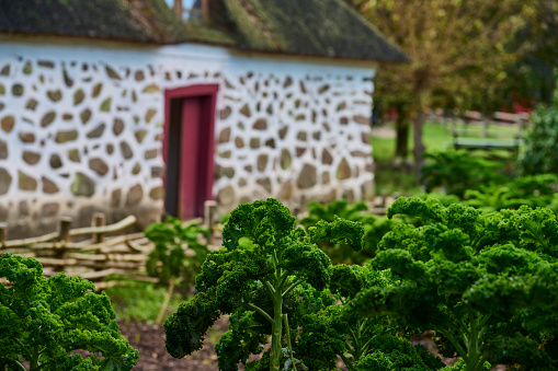 The open air museum focuses on life in a village in 19th century. Most people were employed in agricultural related jobs or owned some land they cultivated.\nOften income was low and food could not easily be stored for the winter. It meant that crops like kale was popular. Healthy and could just be stored on the root.
