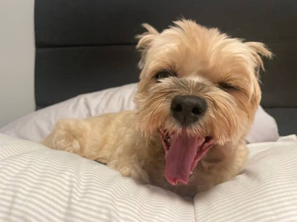 istock Beautiful dog yawn 1733531702
