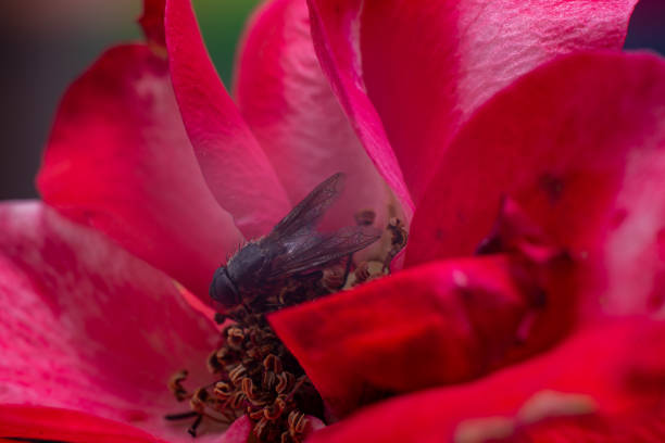 istock macro fly sitting on red rose flower 1733534014