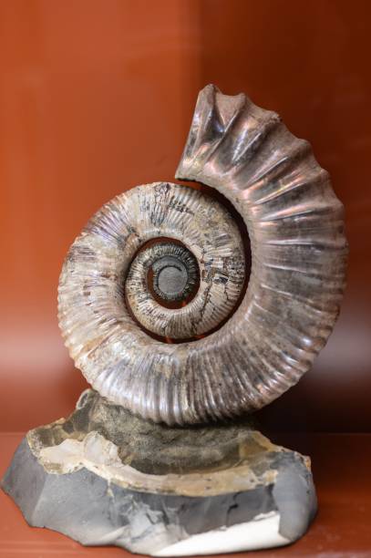 istock Australiceras is an extinct genus of ammonites from the upper Cretaceous 1733542651
