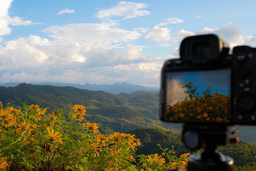 A digital camera captured the golden yellow flowers on the Beutong mountain field, which people like to visit when the flowers are in bloom. And there is also an image reflected back to the camera.