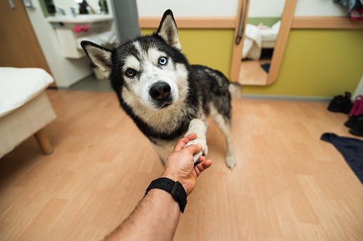 A husky dog at home in an apartment meets its owner and gives him a paw. High quality photo