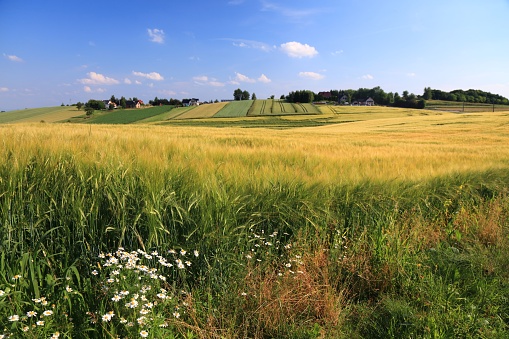 Countryside landscape in Lesser Poland (Malopolska). Fields of barley rural view in Poland.