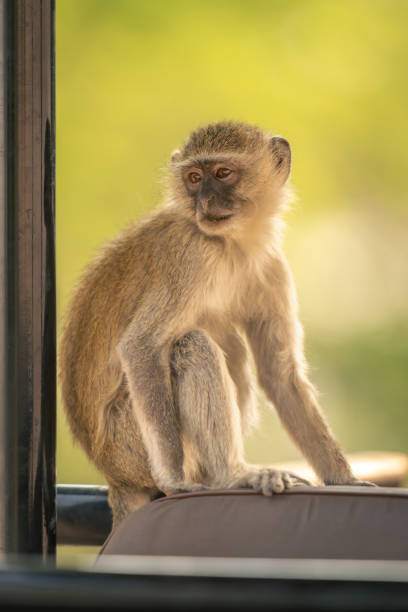 Vervet monkey sits in truck looking round