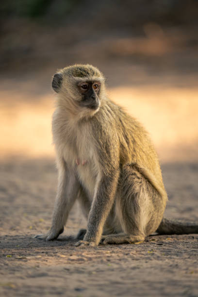 istock Vervet monkey sits on sand turning head 1733587400