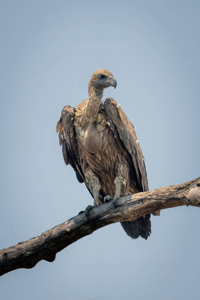 istock White-backed vulture on branch under blue sky 1733587942