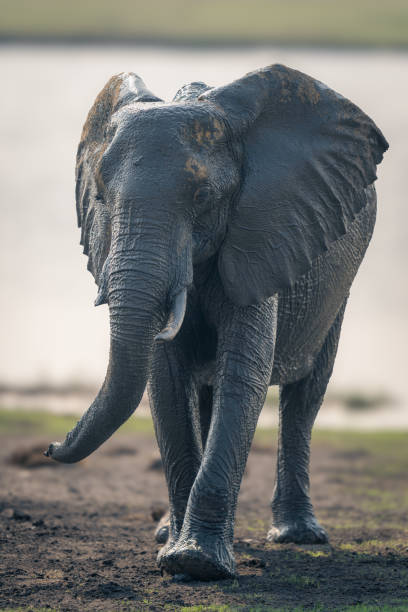 istock Wet African bush elephant walks towards camera 1733587945