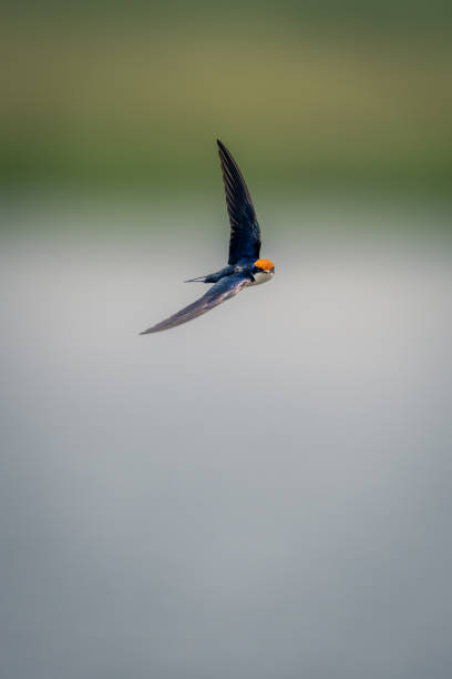 istock Wire-tailed swallow flies along river in sunshine 1733591132