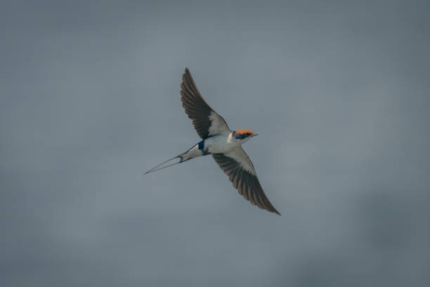 istock Wire-tailed swallow flies with wings spread wide 1733591671