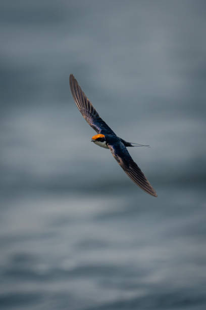 istock Wire-tailed swallow glides over water spreading wings 1733591673