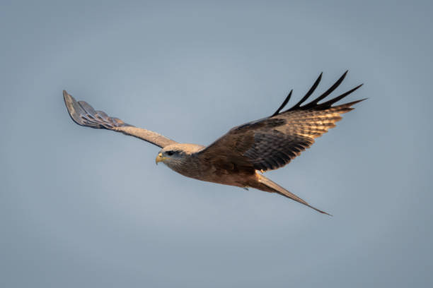 istock Yellow-billed kite soars under perfect blue sky 1733592767