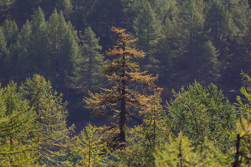 Large, shady spruce trees or Picea abies stand against a bright-blue summer sky, defining the edge of a managed coniferous European forest. Some scrub grows in between the large conifers while a short-cut green field is visible in the foreground.