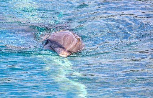 Dolphin on surface of water looking into camera