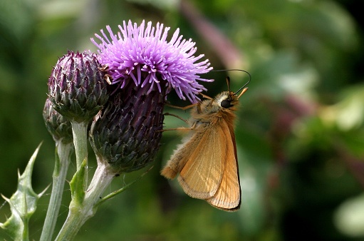 Essex Skipper butterfly (Thymelicus lineola) adult with wings closed feeding on thistle

Potter Heigham, Norfolk, UK.           July