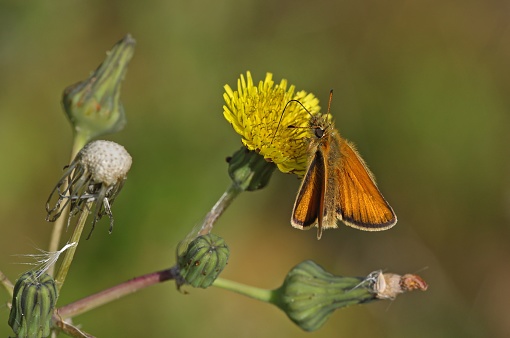 Essex Skipper butterfly (Thymelicus lineola) adult feeding on Sow-thistle

Eccles-on-Sea, Norfolk, UK.           July