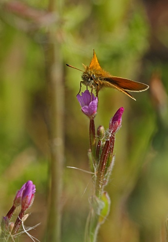 Essex Skipper butterfly (Thymelicus lineola) adult at rest on flower

Eccles-on-Sea, Norfolk, UK.           July