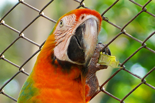 Close-up of a beautiful Catalina macaw looking at camera