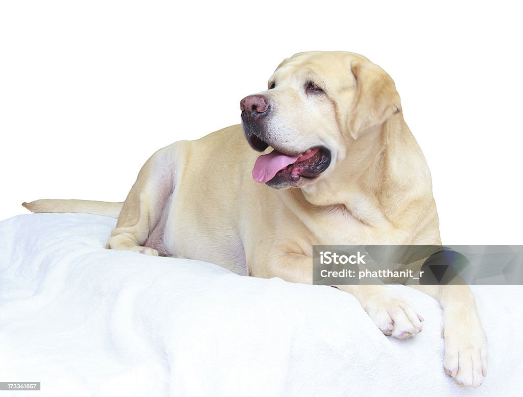 Grasso labrador retriever - Foto stock royalty-free di Grasso - Nutrienti