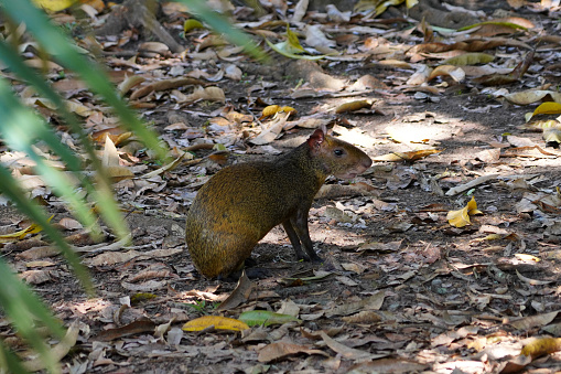 Agouti specimen free in the forest