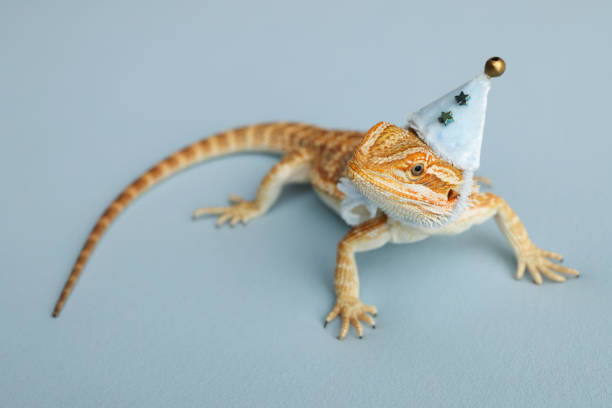 istock Bearded dragon, pogona vitticeps, isolated on blue background, Tiger Pattern Morphs. Professional studio macro photography on isolated blue background. Dragon in a New Year's blue cap. New Year card. 1733629775
