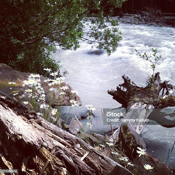 Foto de White River Scenic Verão e mais fotos de stock de Destino turístico - Destino turístico, Enumclaw, Estado de Washington