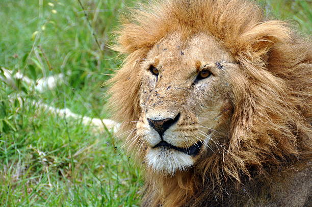 istock Big male lion 173365839