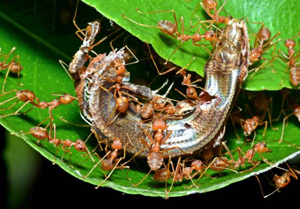 istock Ants Dragging Lizard to nest - animal behavior. 1733675286