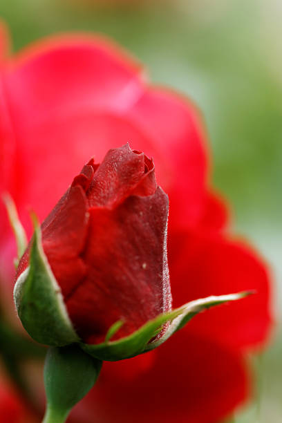 Red rose bud stock photo