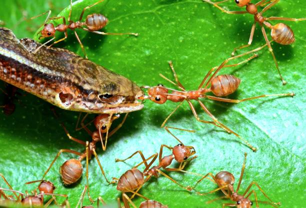 istock Ants Dragging Lizard to nest - animal behavior. 1733679336