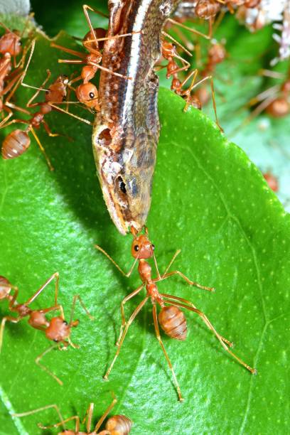 istock Ants Dragging Lizard to nest - animal behavior. 1733679878