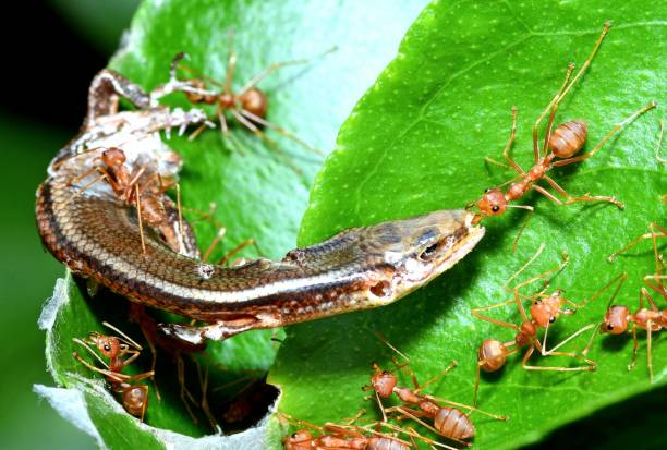 istock Ants Dragging Lizard to nest - animal behavior. 1733679895